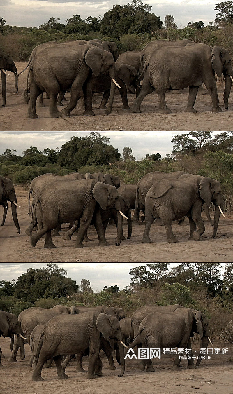 大象大自然动物实拍素材