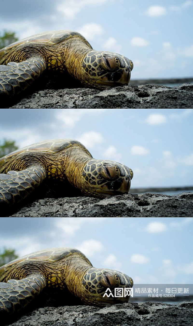 大海龟大自然动物实拍素材