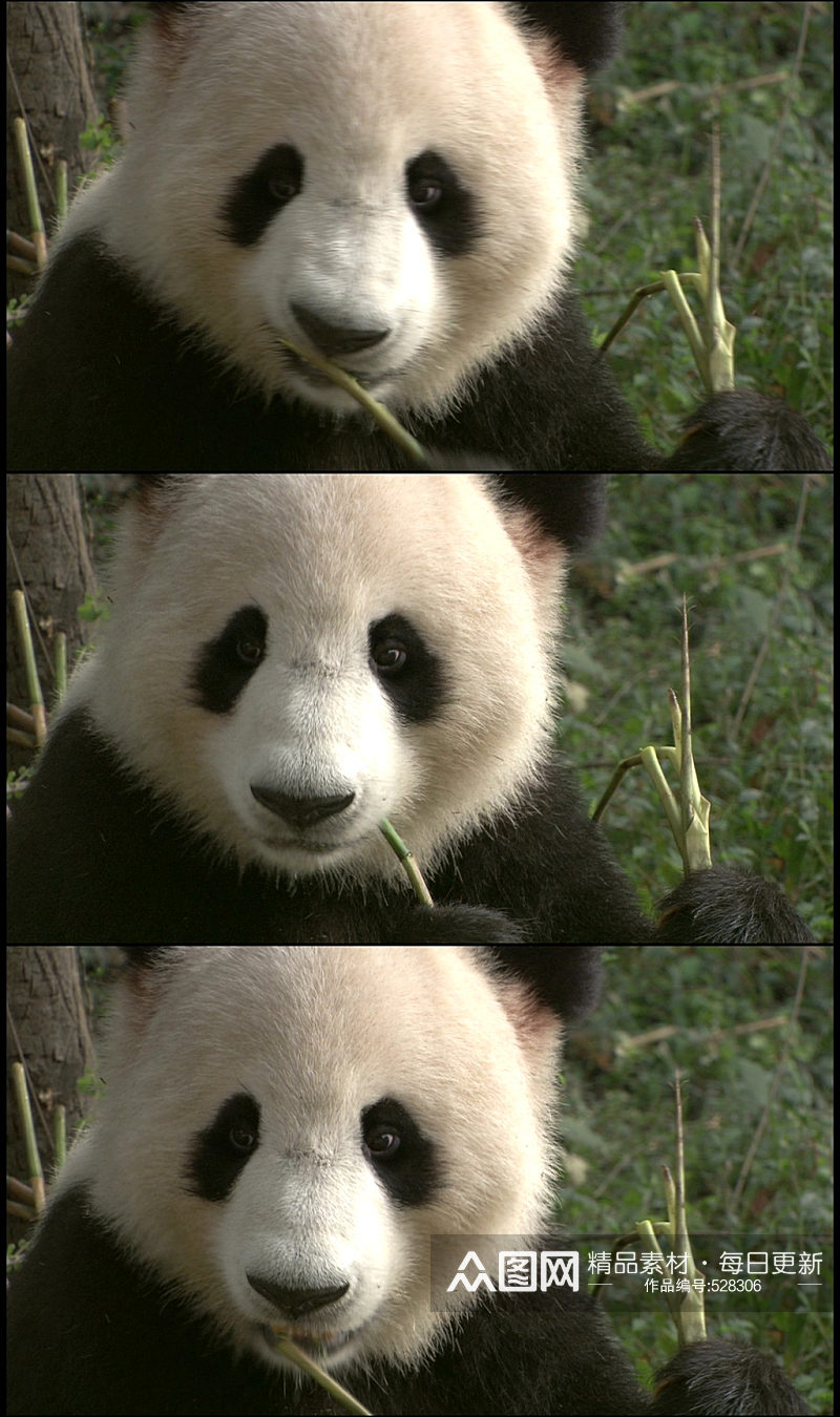 大熊猫大自然动物实拍素材