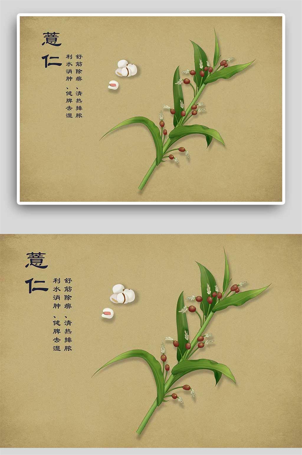 复古薏仁中草药手绘素材