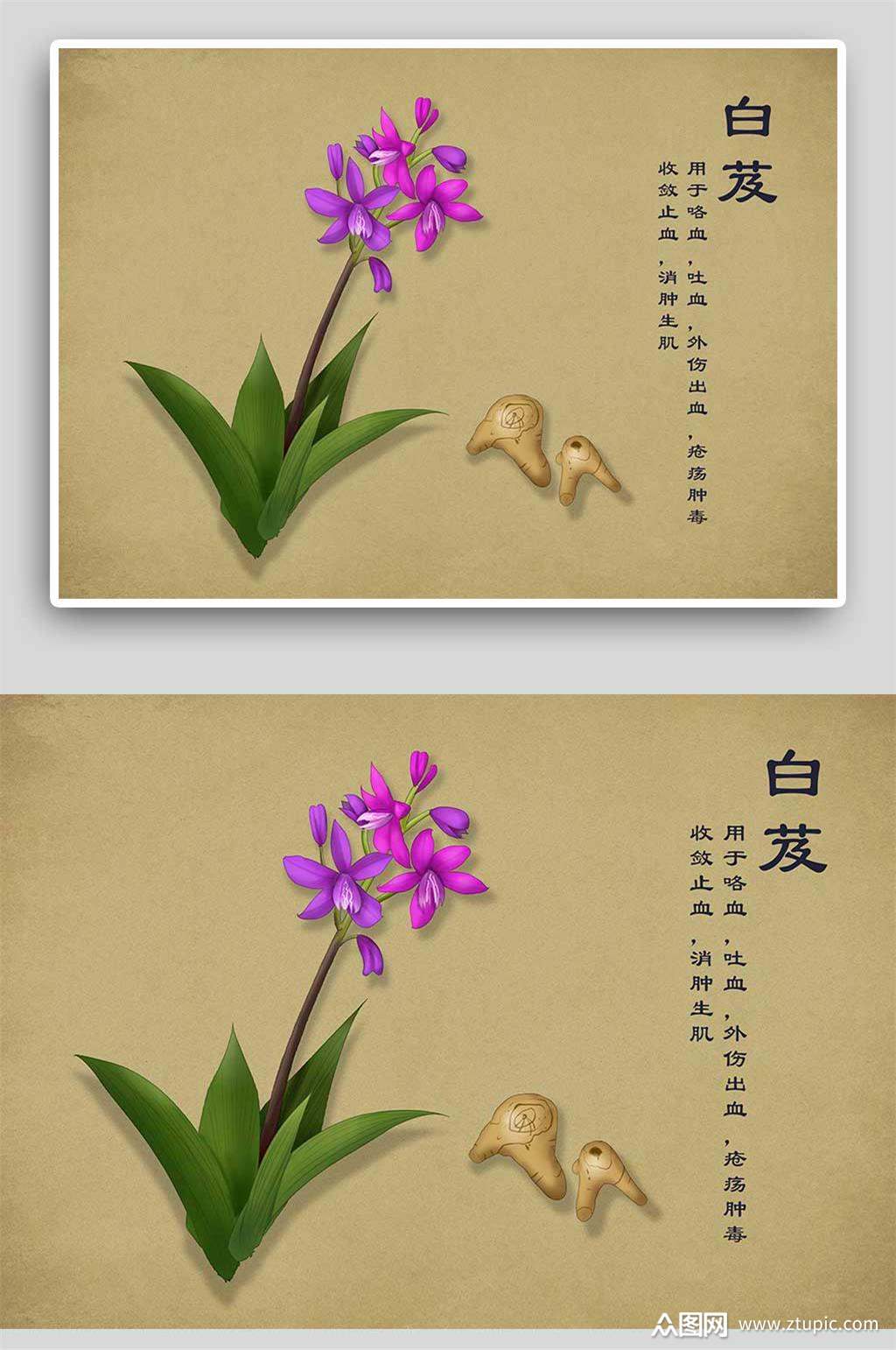 复古白芨中草药手绘