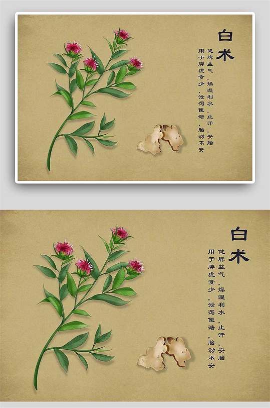 复古白术中草药手绘