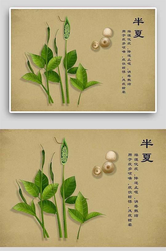 复古半夏中草药手绘