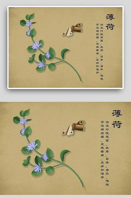 复古薄荷中草药手绘 中药材展板