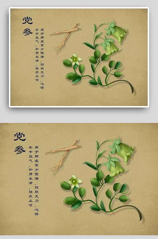 中药党参中草药手绘 中药材展板
