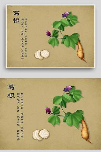 复古葛根中草药手绘 中药材展板