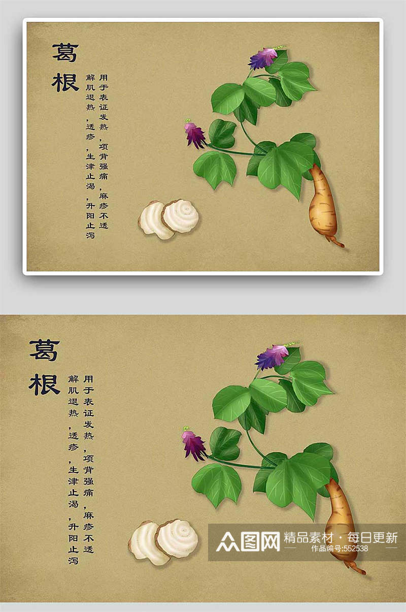 复古葛根中草药手绘 中药材展板素材