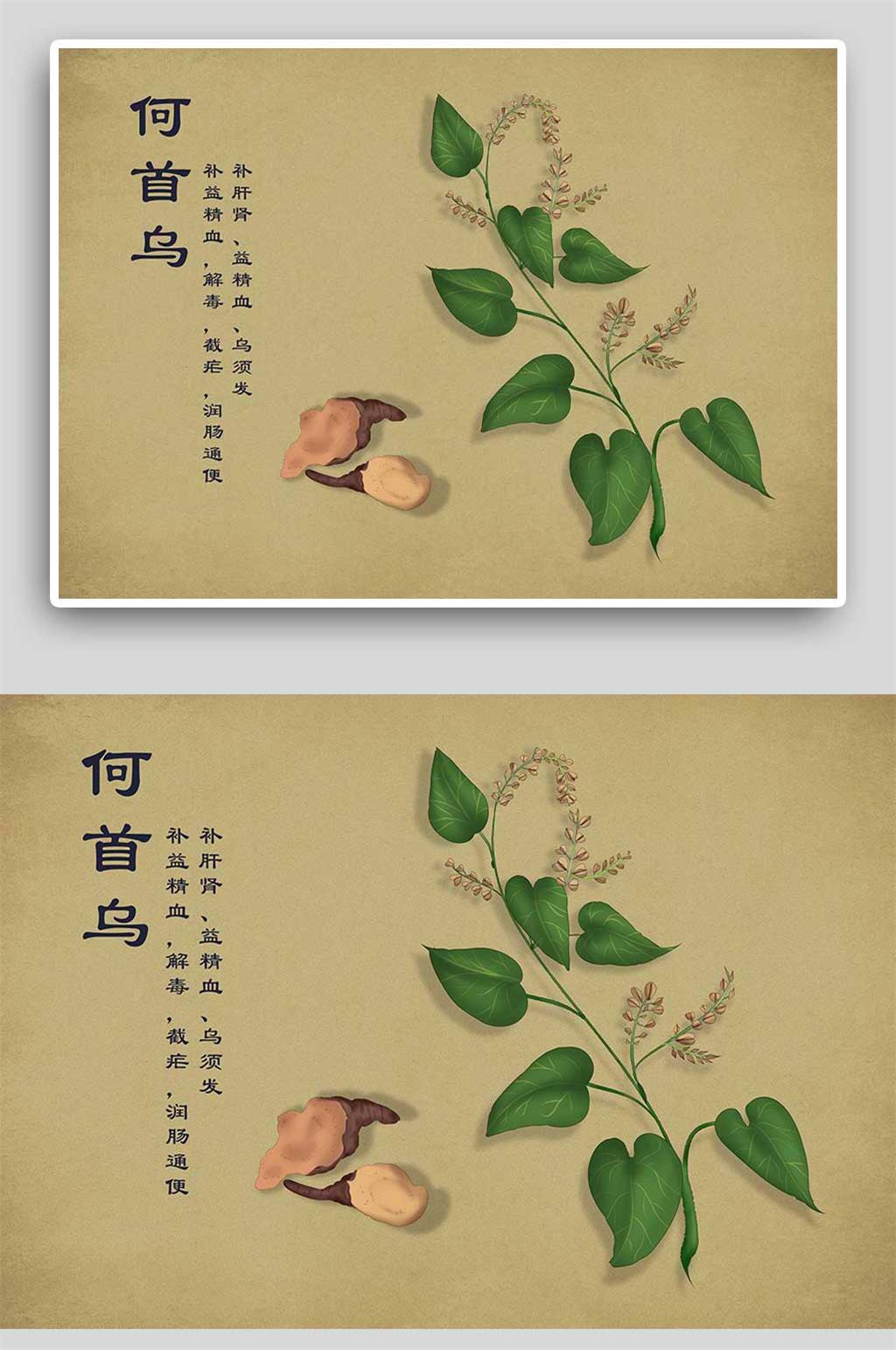 何首乌中草药手绘素材