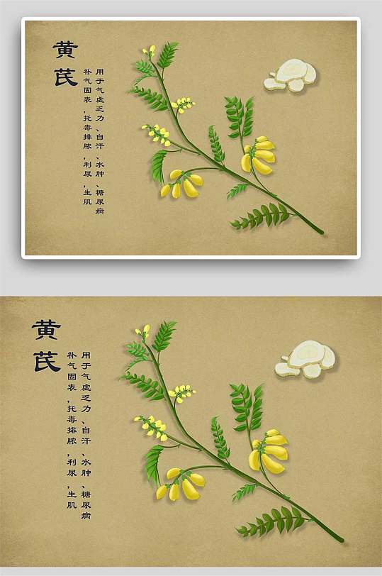 复古黄芪中草药手绘 中药材展板