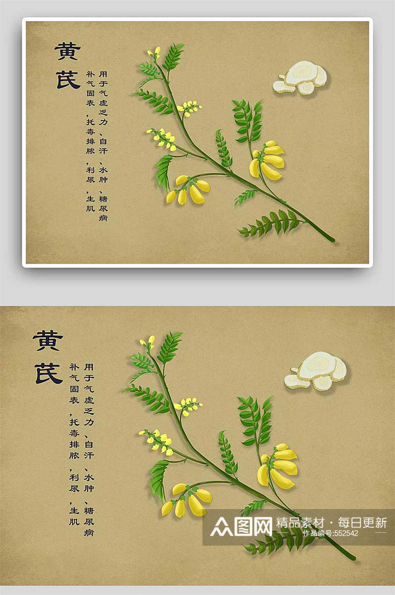 复古黄芪中草药手绘 中药材展板素材