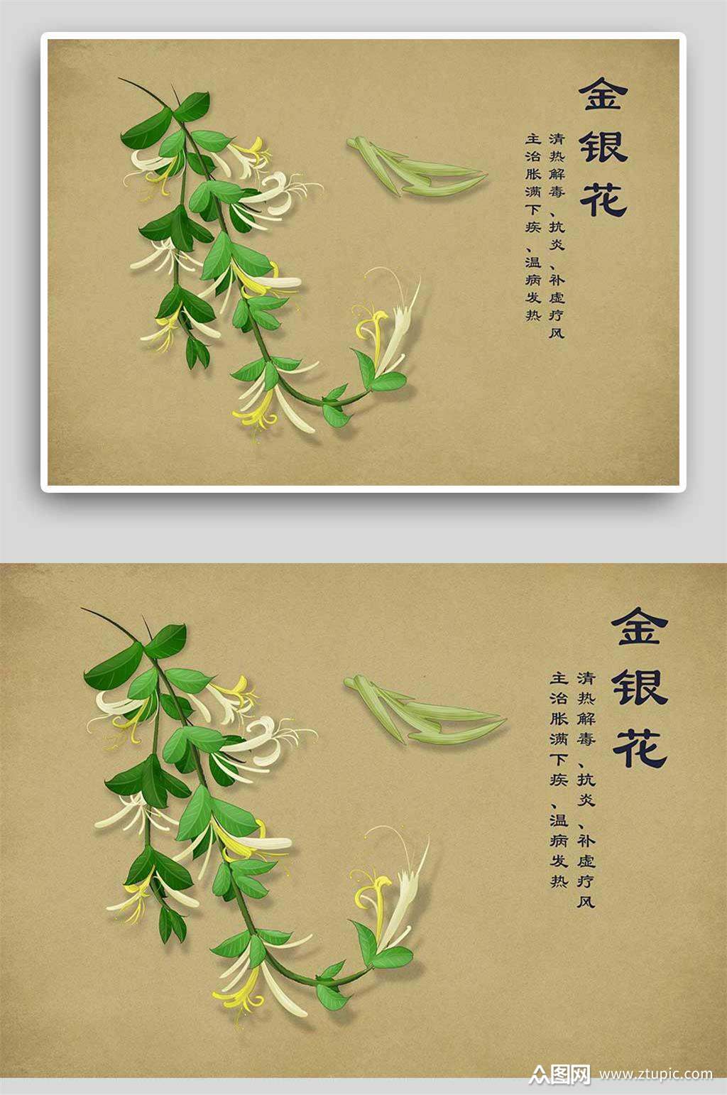 金银花中草药手绘