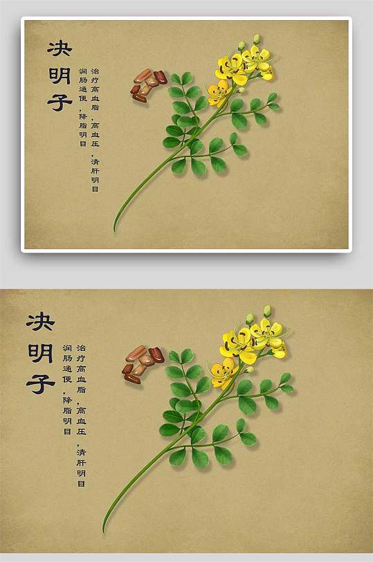 决明子中草药手绘