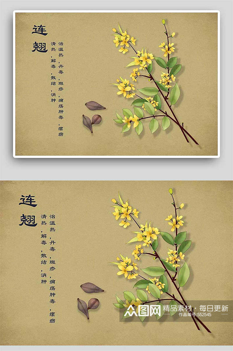 复古连翘中草药手绘 中药材展板素材