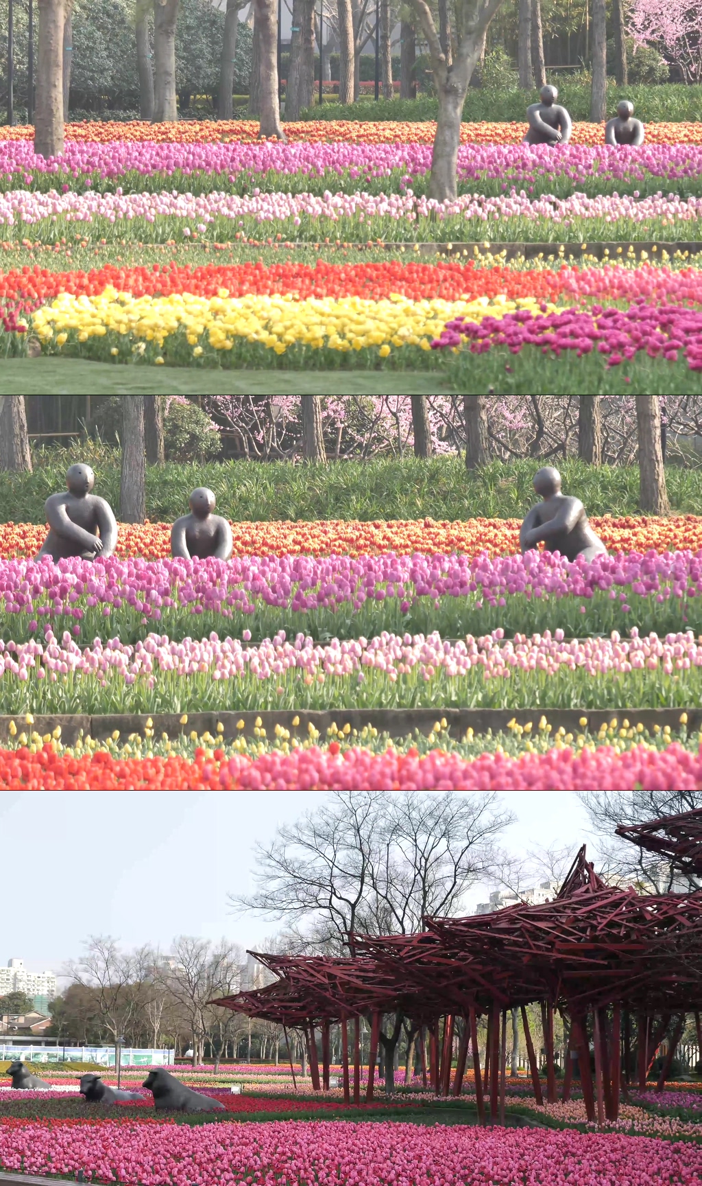 上海雕塑公园郁金香素材