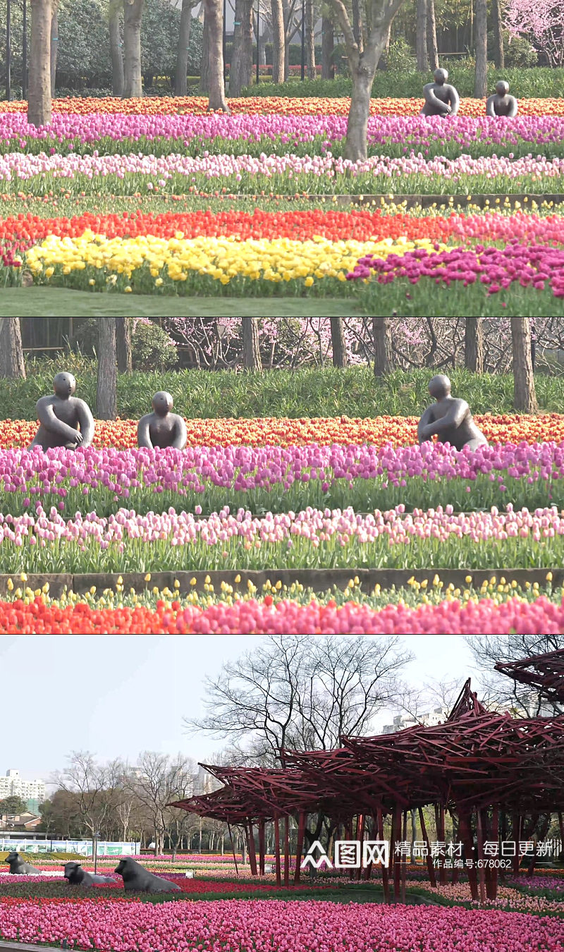 上海雕塑公园郁金香素材