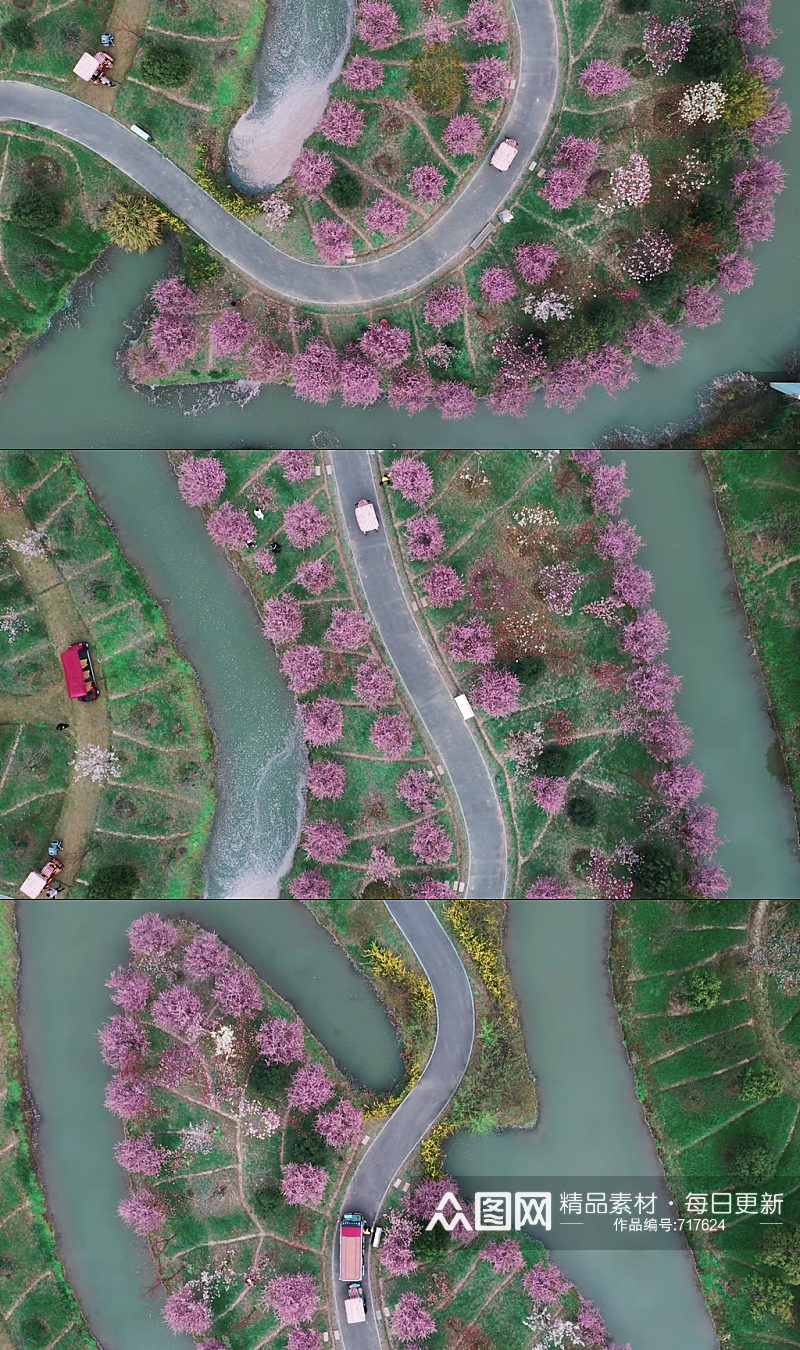 花开海上垂丝海棠花视频素材