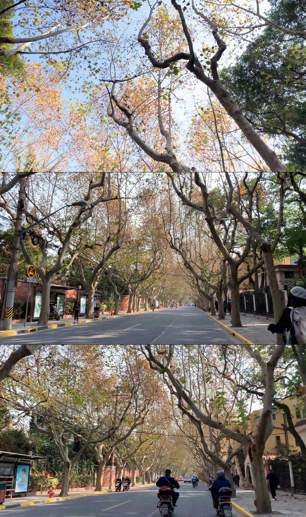 秋季上海武康路梧桐樹街景實(shí)拍視頻素材