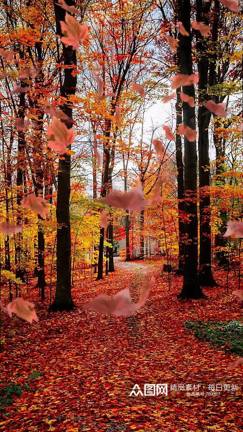 秋季秋天枫叶大自然风光风景自媒体实拍素材