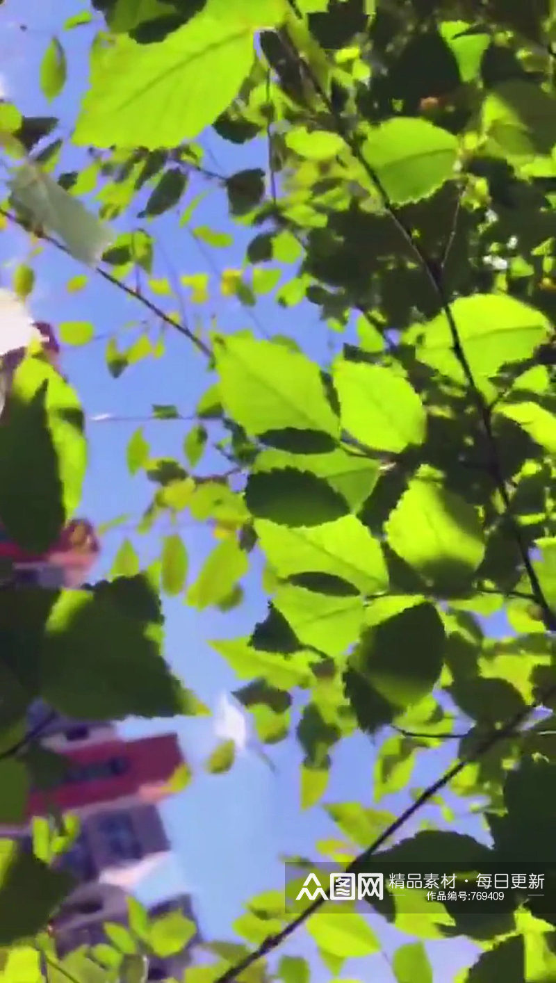 绿色植物大自然风光风景自媒体实拍素材