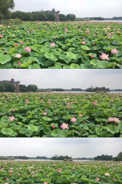 莲花大自然风光风景自媒体实拍