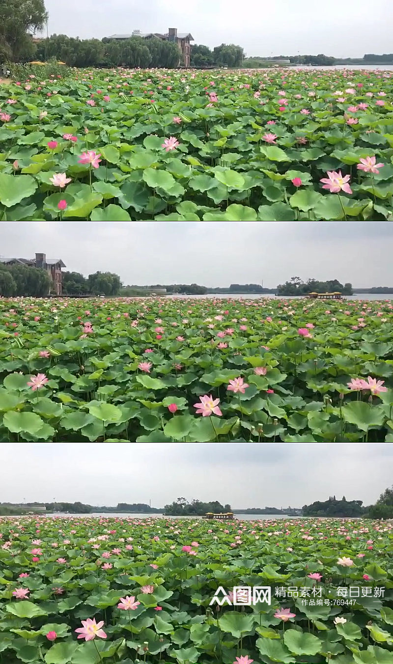 莲花大自然风光风景自媒体实拍素材