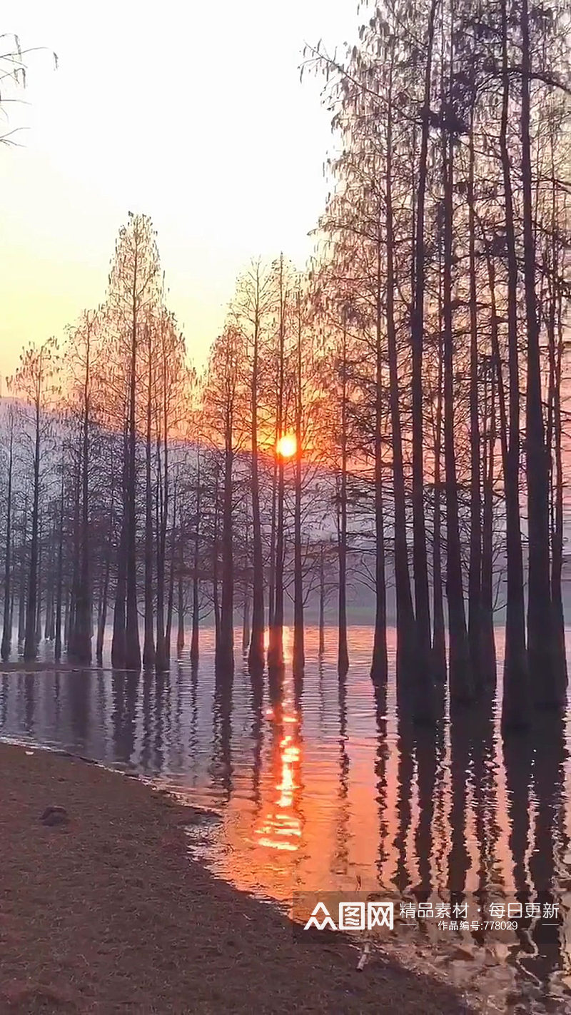 水杉湖泊唯美大自然风光风景自媒体实拍素材