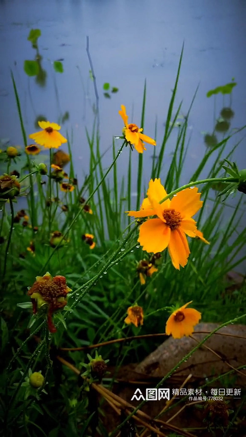 小黄花唯美大自然风光风景自媒体实拍素材