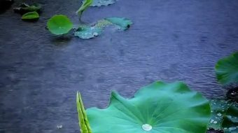 雨季荷花荷叶唯美大自然风光风景自媒体实拍-众图网
