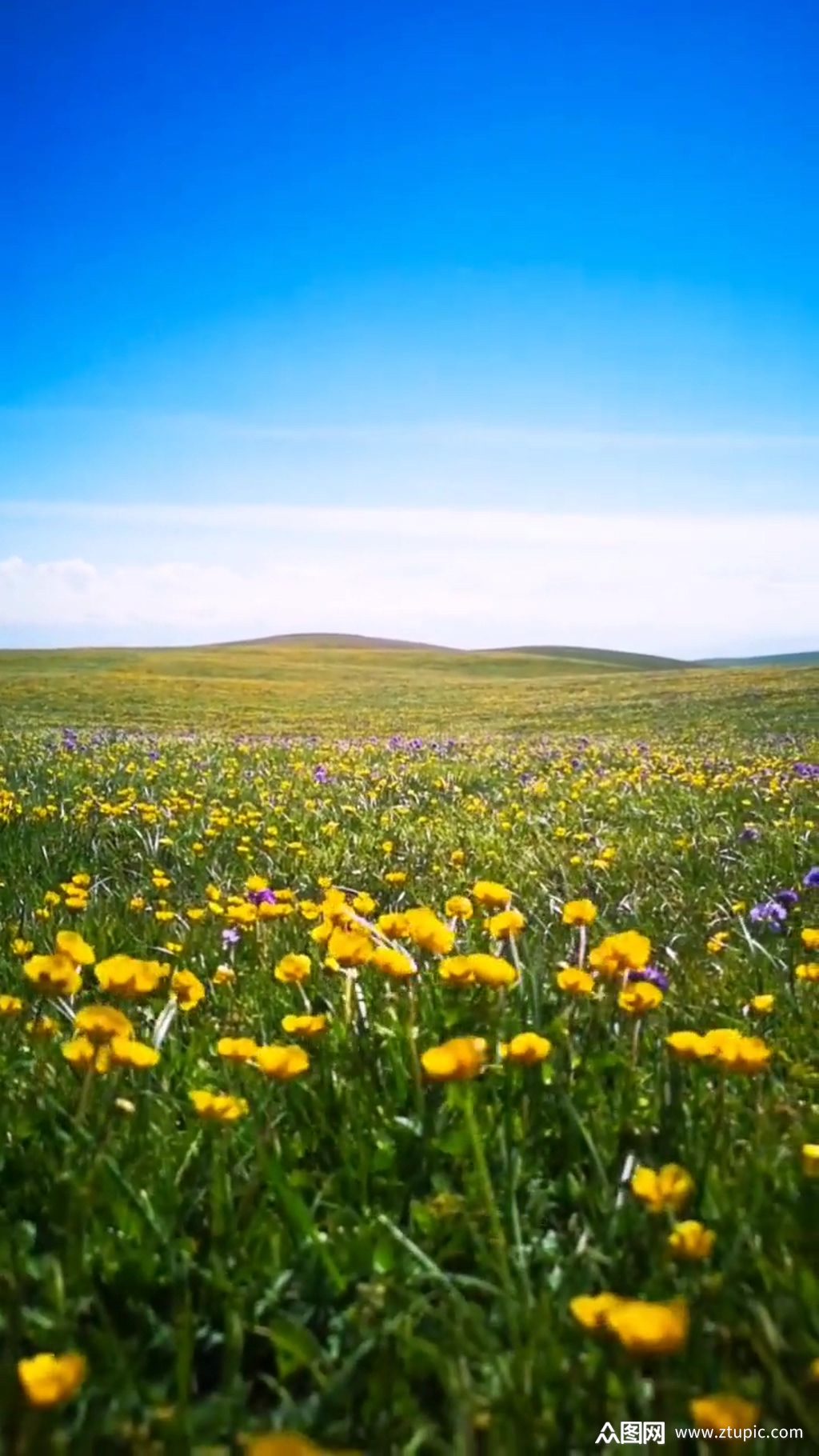 蓝天花海唯美大自然风光风景自媒体实拍