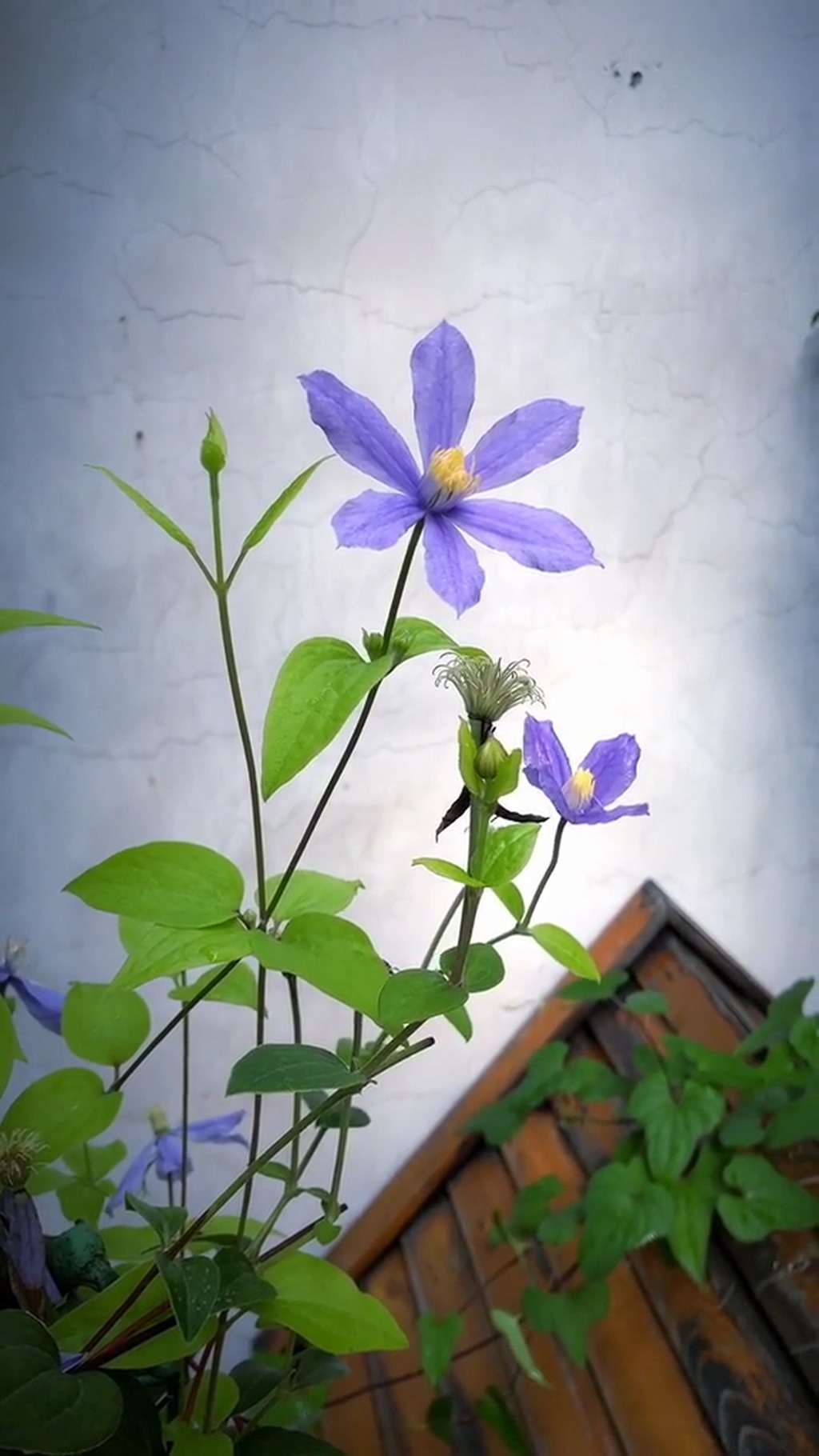 小鲜花唯美大自然风光风景自媒体实拍素材