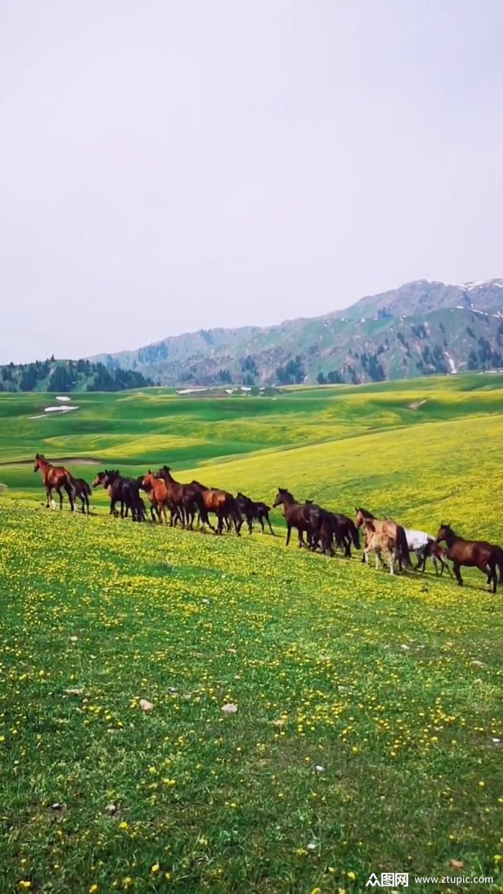 众图网独家提供草原马场唯美大自然风光风景自媒体实拍素材免费下载