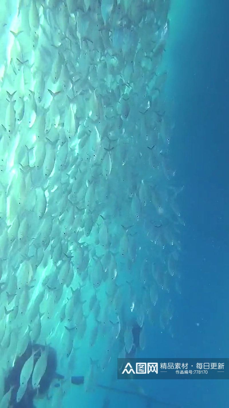 深海鱼群唯美大自然风光风景自媒体素材