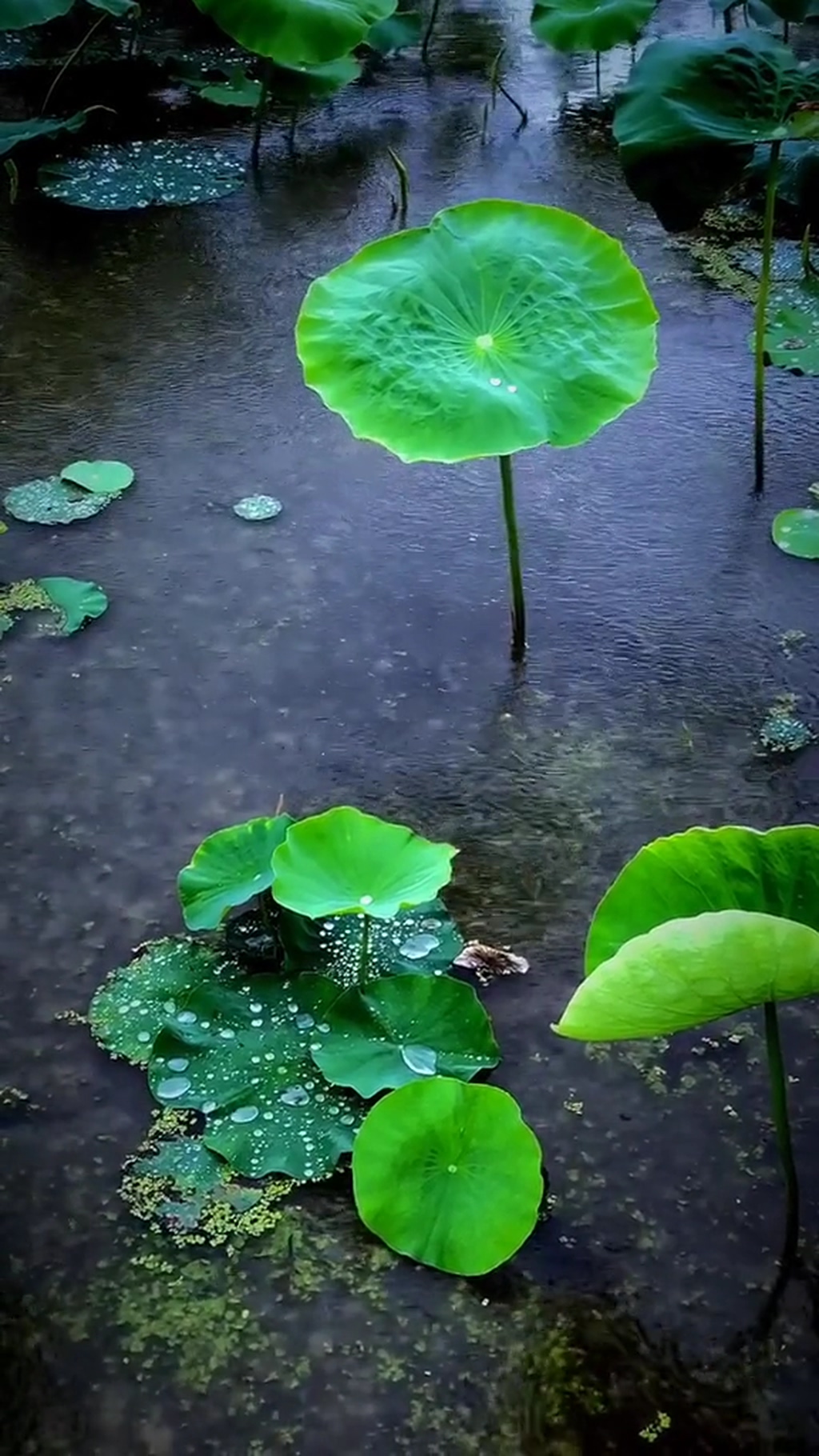 荷花荷塘唯美大自然风光风景自媒体实拍素材