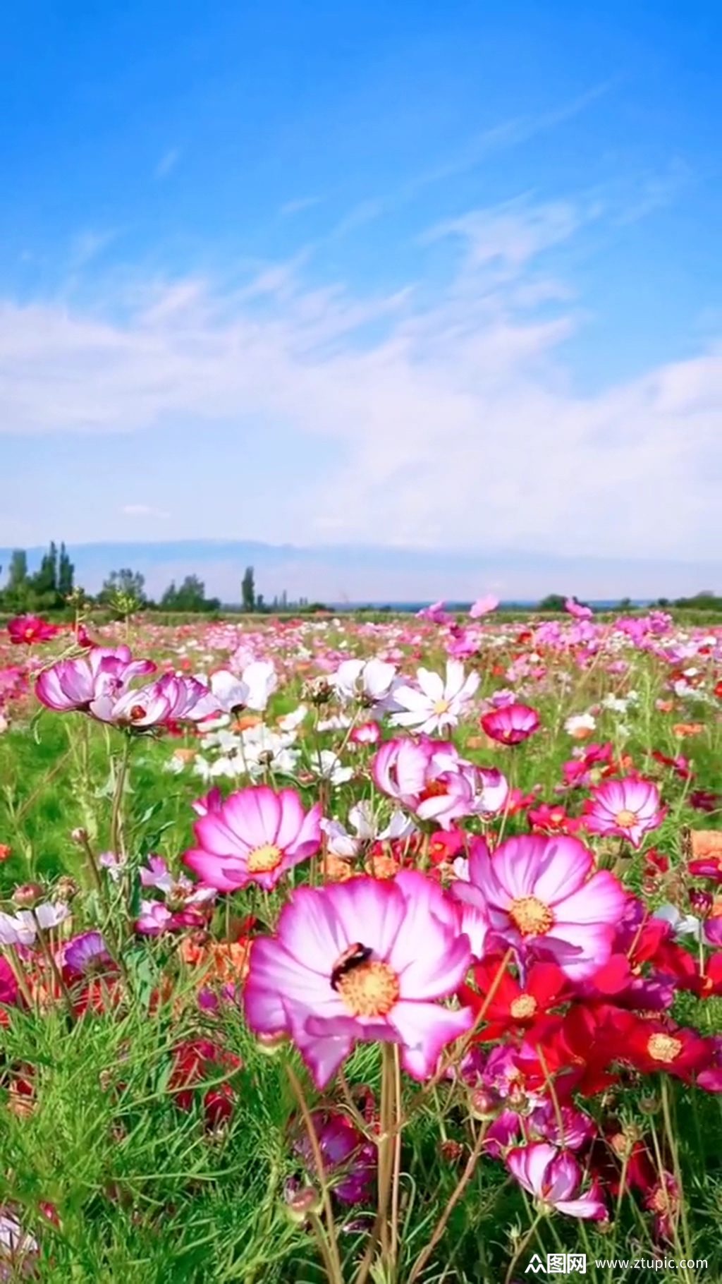花海蓝天唯美大自然风光风景自媒体实拍
