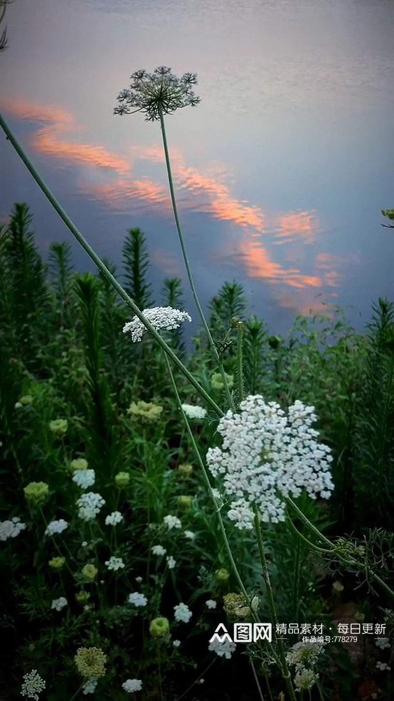 小鲜花唯美大自然风光风景自媒体实拍素材