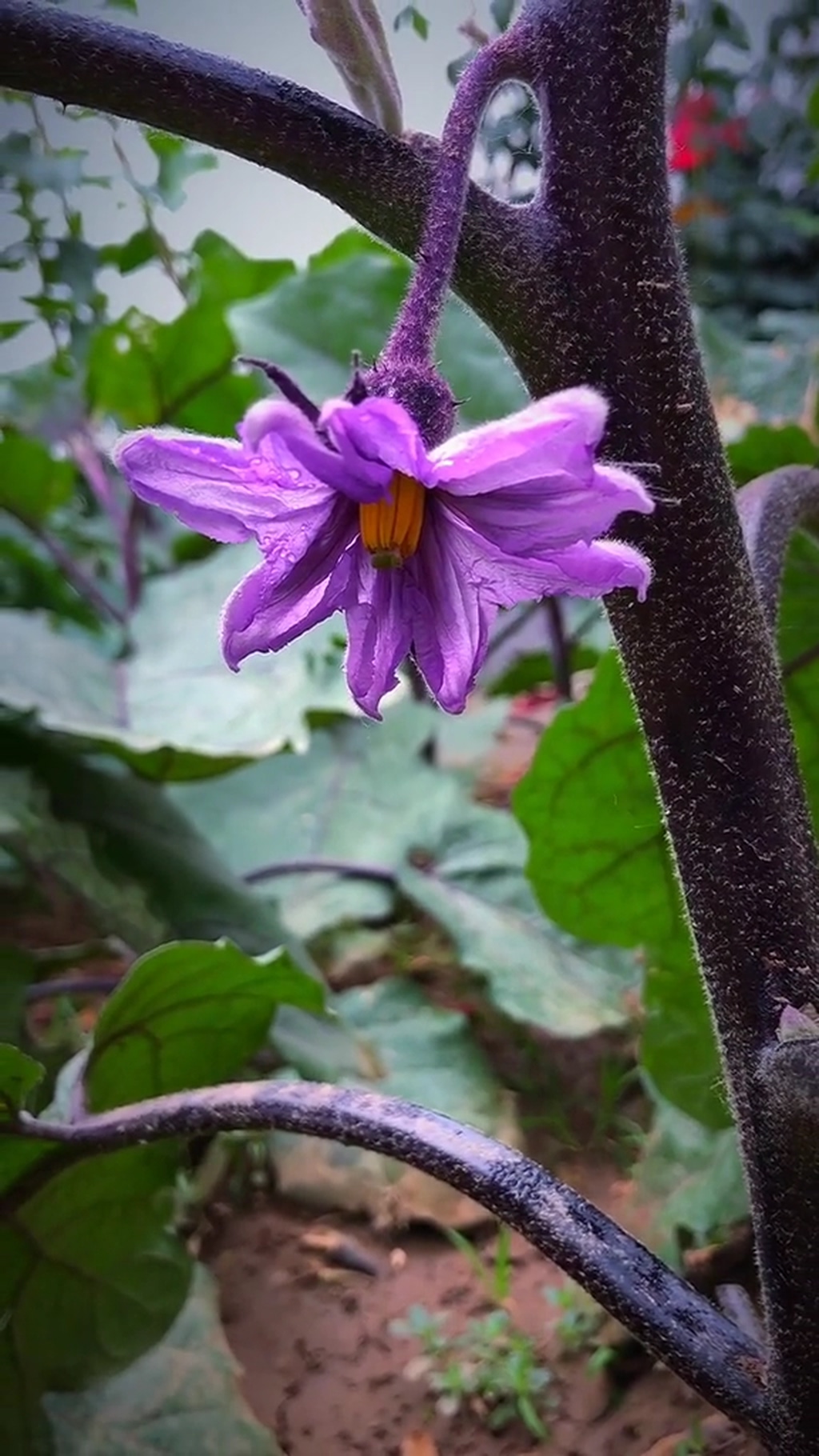 紫色牵牛花唯美大自然风光风景素材