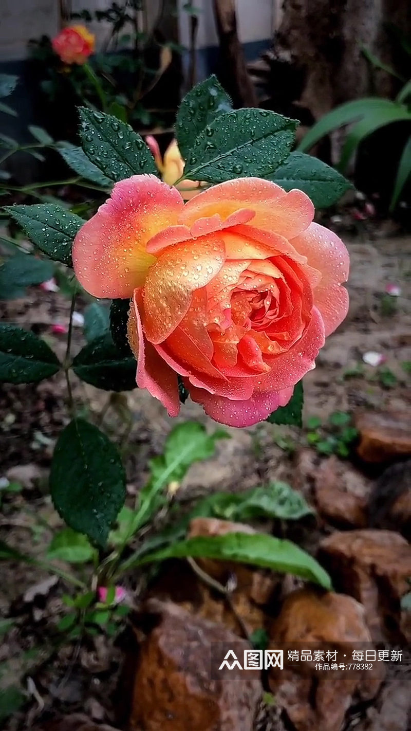 玫瑰花唯美大自然风光风景自媒体实拍素材