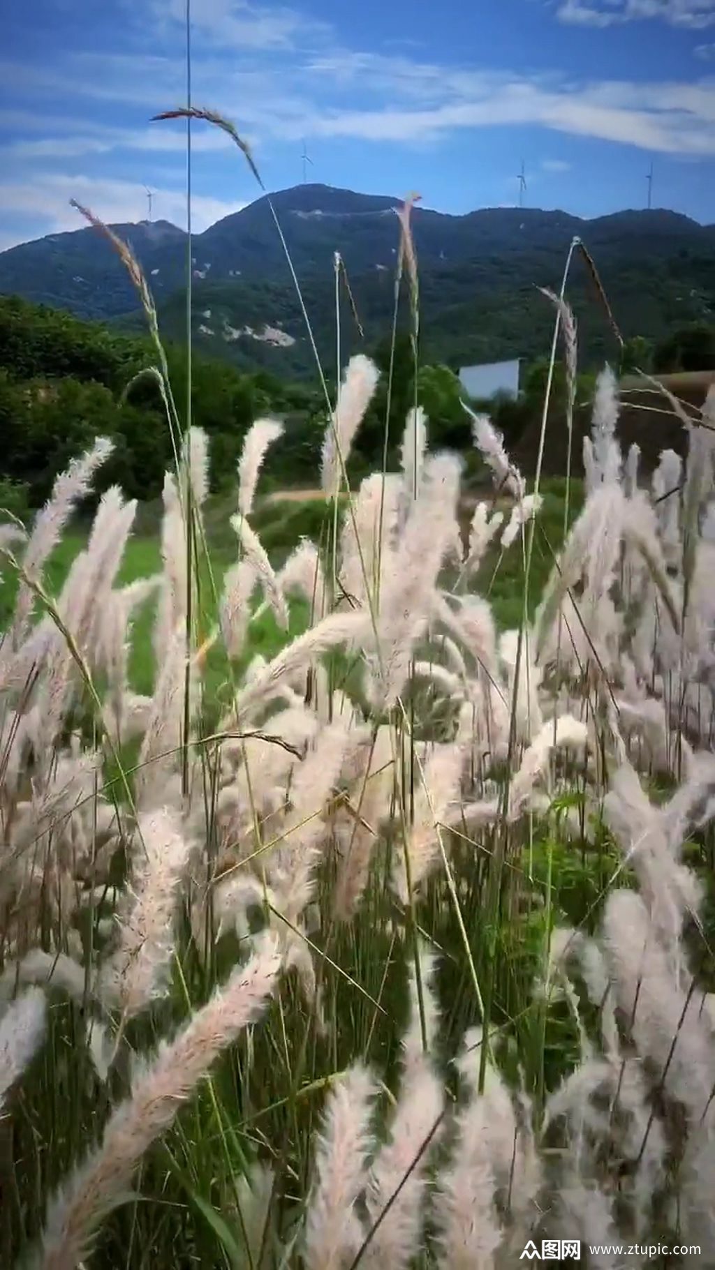 芦苇唯美大自然风光风景自媒体实拍