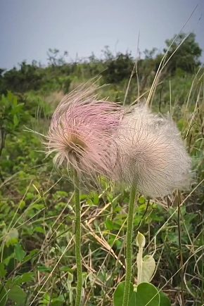 草丛唯美大自然风光风景自媒体实拍