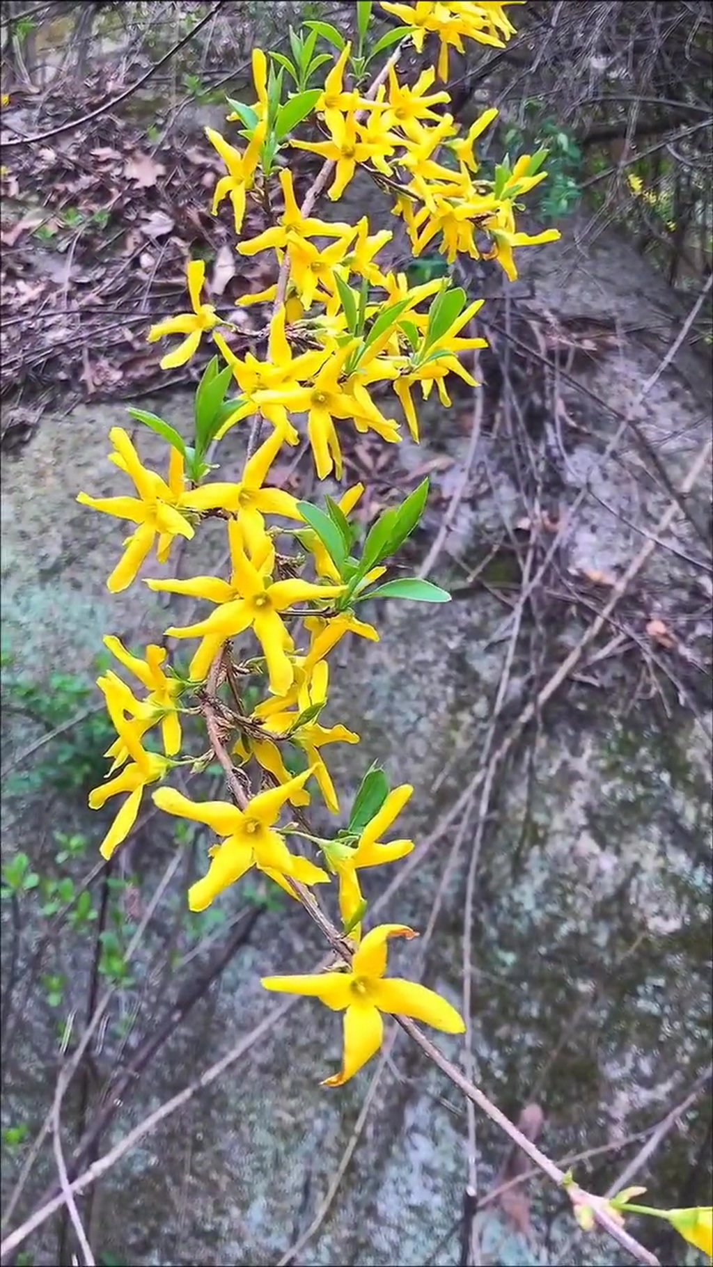 小黄花唯美大自然风光风景自媒体实拍素材