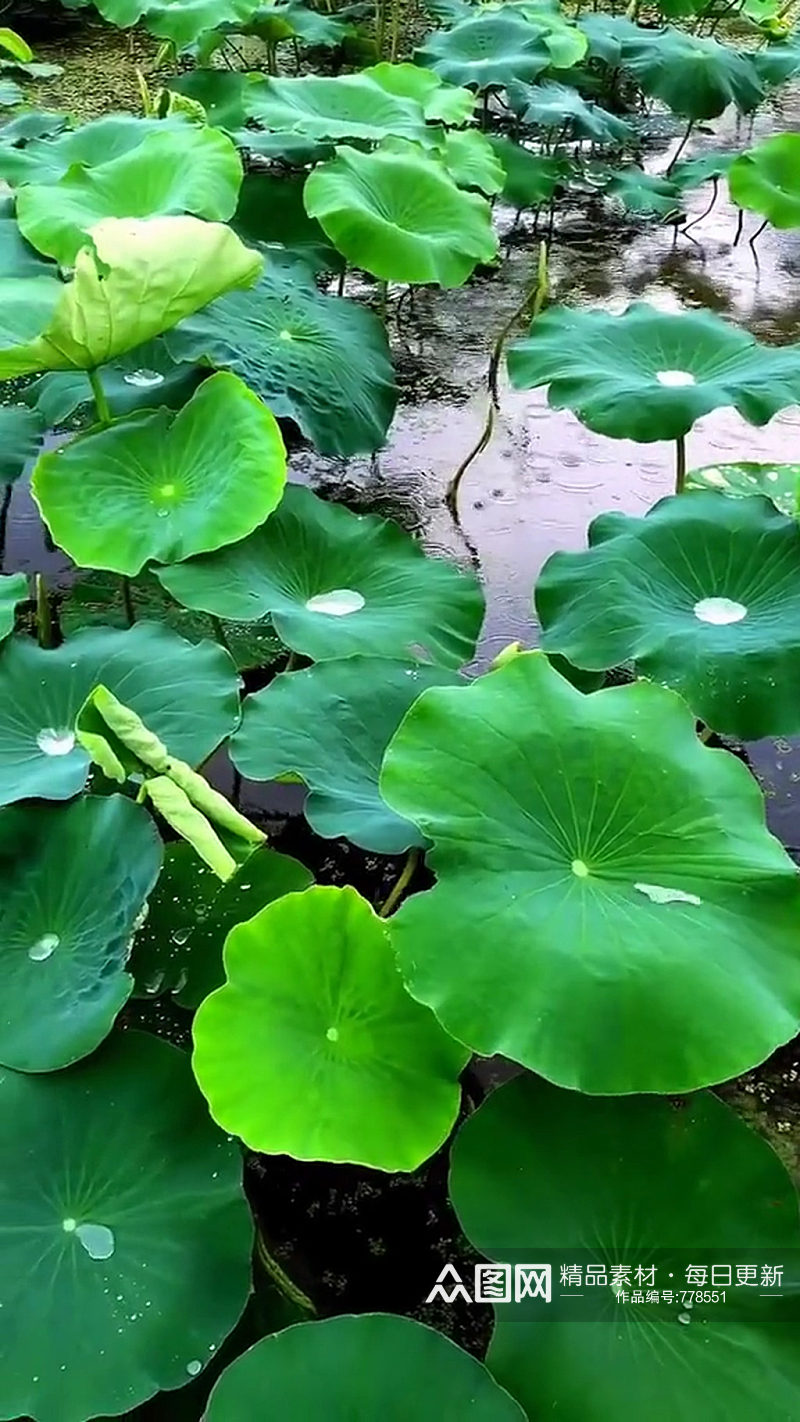 荷花荷叶唯美大自然风光风景自媒体实拍素材