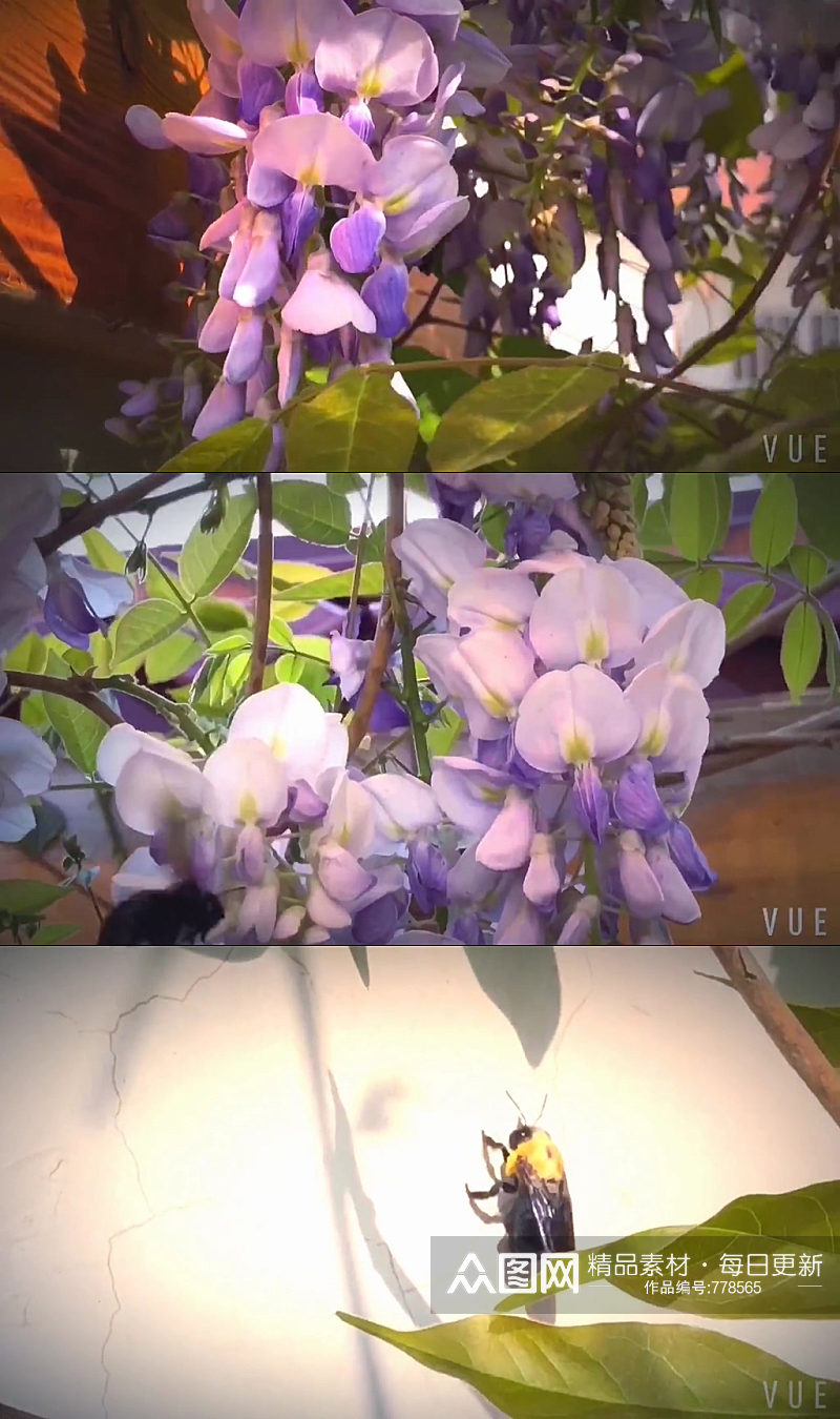 小紫花唯美大自然风光风景自媒体实拍素材