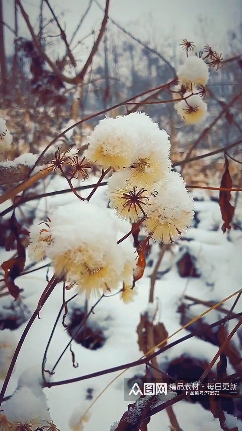 冬季雪景唯美大自然风光风景自媒体实拍素材