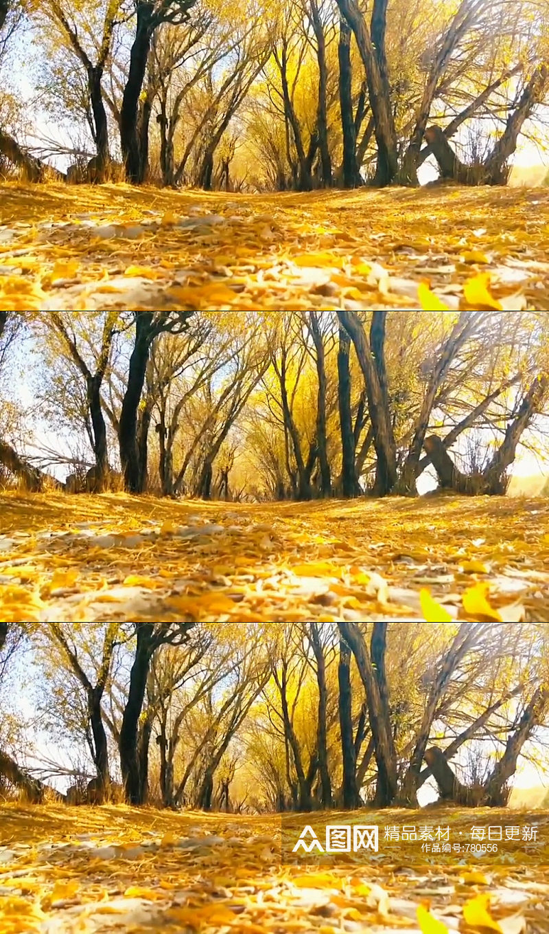 秋天秋季大自然风光自媒体实拍素材