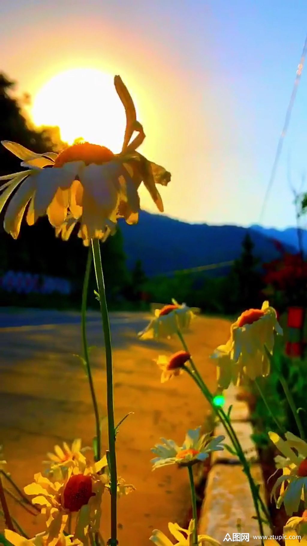 阳光自然风光风景自媒体实拍素材模板下载-编号781541-众图网