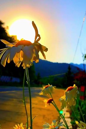 阳光自然风光风景自媒体实拍素材模板下载-编号781541-众图网