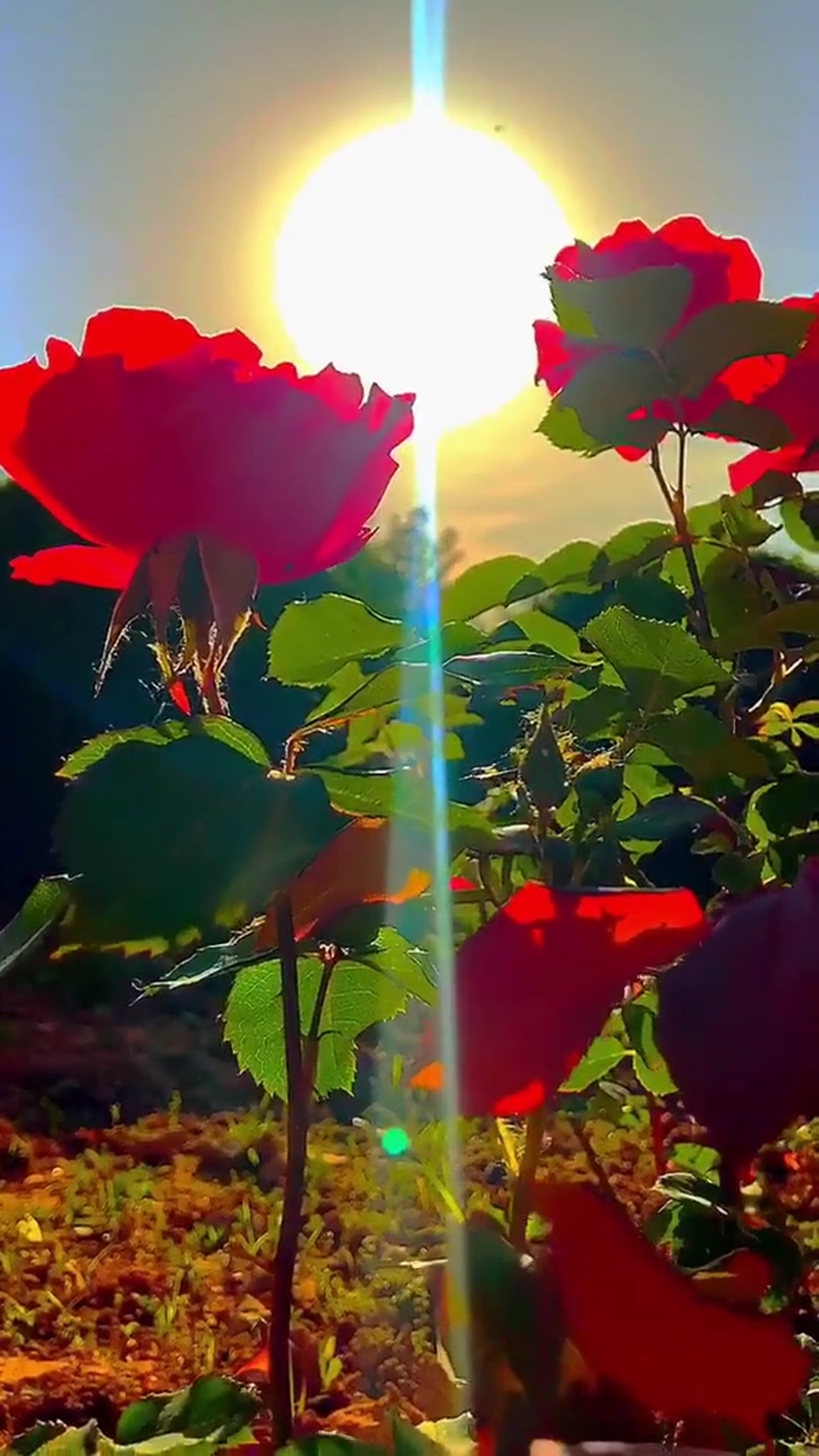 红玫瑰自然风光风景自媒体实拍素材