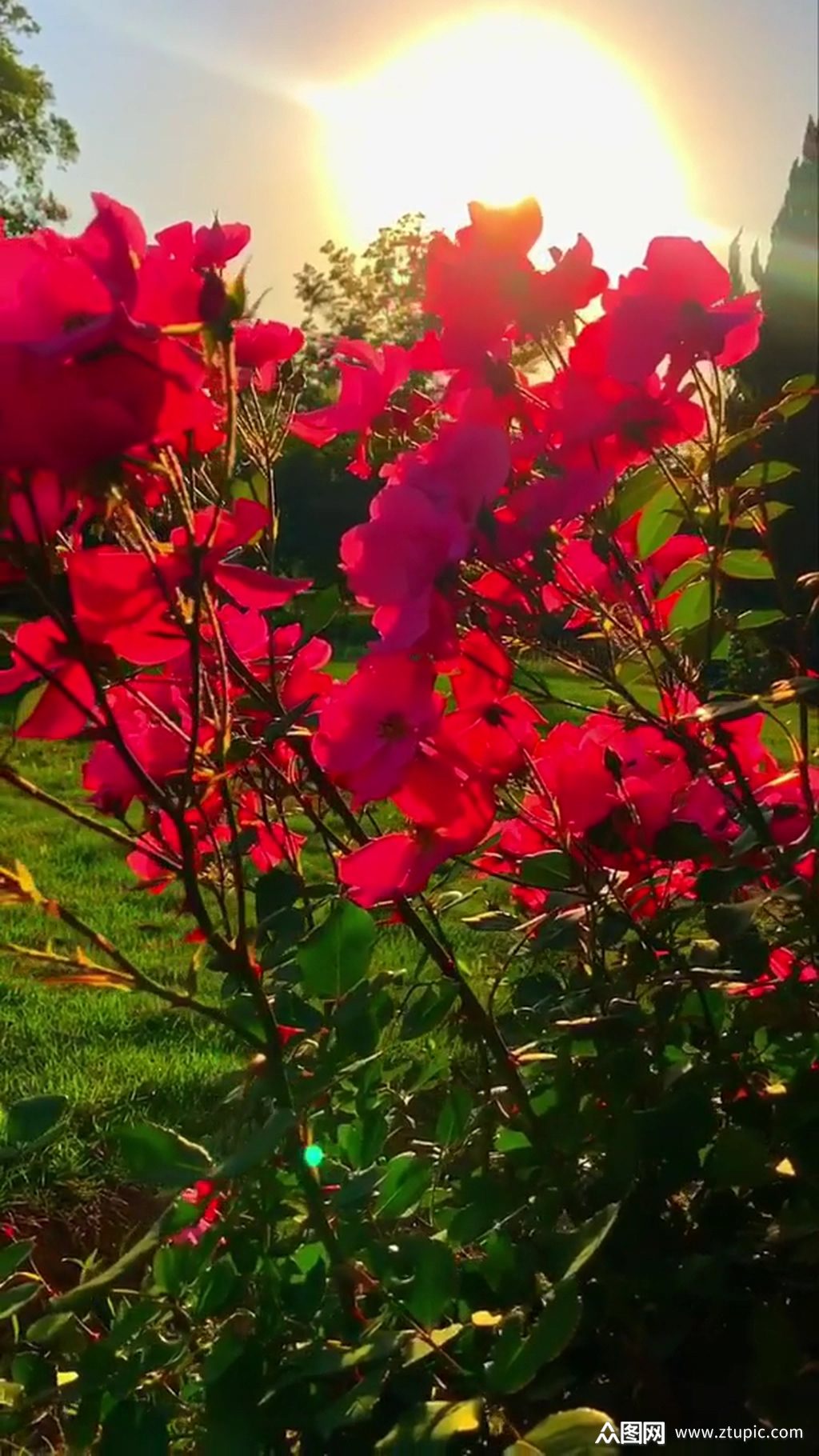 小红花日落自然风光风景自媒体实拍素材