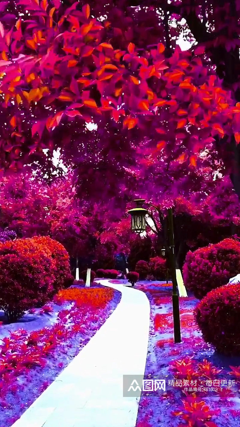 红色鲜花自然风光风景自媒体实拍素材素材
