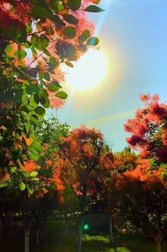 阳光秋季自然风光风景自媒体实拍素材